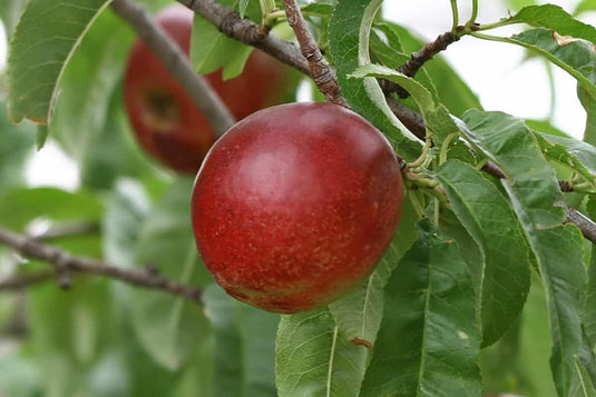 Nectarines (Prunus Persica)