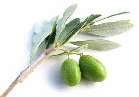 Olives (Olea europaea) ZX
