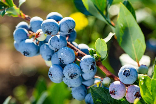 Berries & Fruiting Bushes