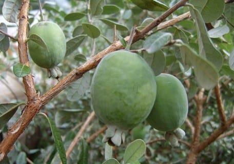 Pineapple Guavas (Feijoa sellowiana)