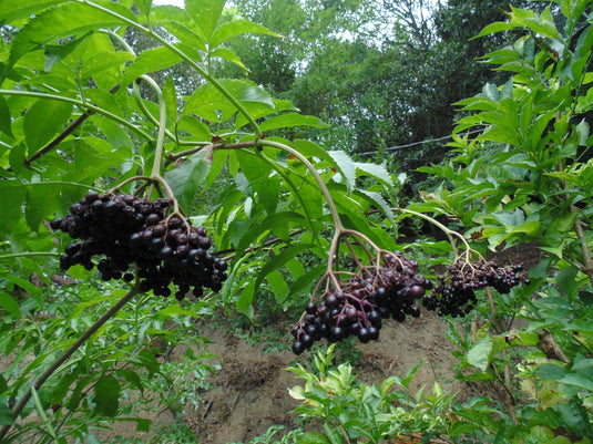 American Elderberry (Sambucus canadensis)