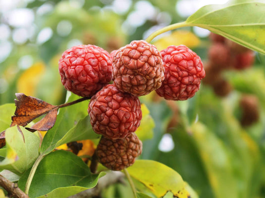 Che or Chinese Mulberry (Cudrania tricuspidata)