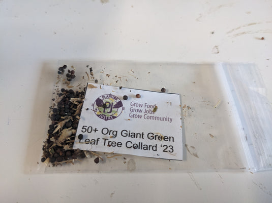 Giant Green Leaf Tree Collard Seed Open Pollinated