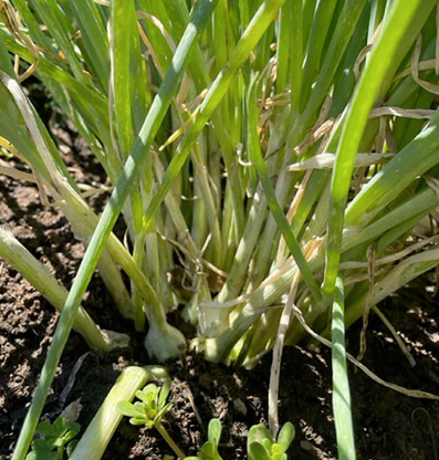 Load image into Gallery viewer, Heritage white sweet walking onion
