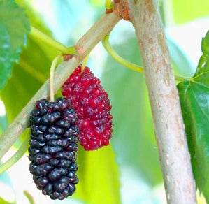 Early Bird Mulberry