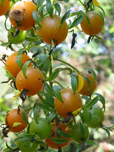 Barbados Gooseberry (Pereskia aculeata)