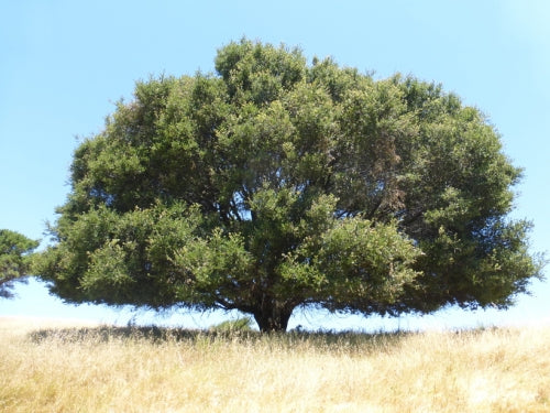 Coast Live Oak - Quercus agrifolia (seedling)