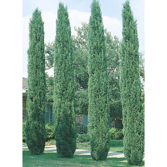 Italian Cypress (Cupressus sempervirens stricta)