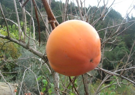 Fuyu Hana Oriental Persimmon