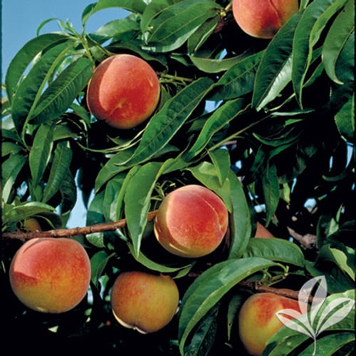 Earligrande Peach