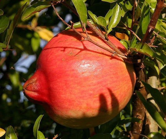 Agat Pomegranate (Punica Granatum)