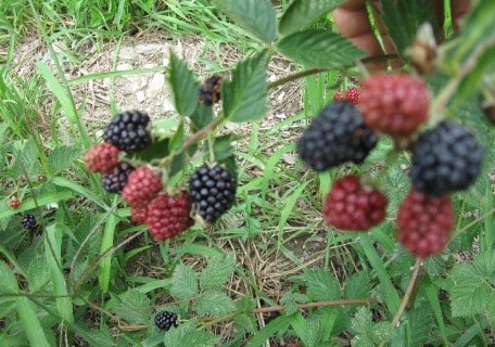 Loch Ness Thornless Blackberry