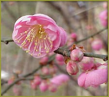 Bungo - Japanese Flowering Plum