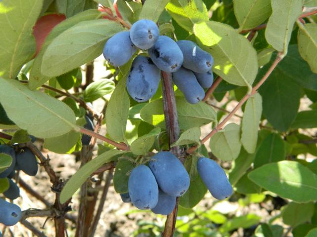 Berry Blue™ Honeyberry