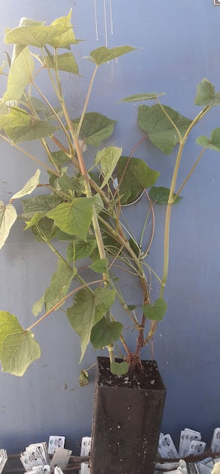 Perennial Buckwheat (Fagopyrum dibotrys)
