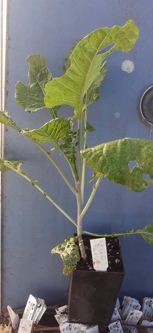 Dino Tree Kale "Richmond Grows"
