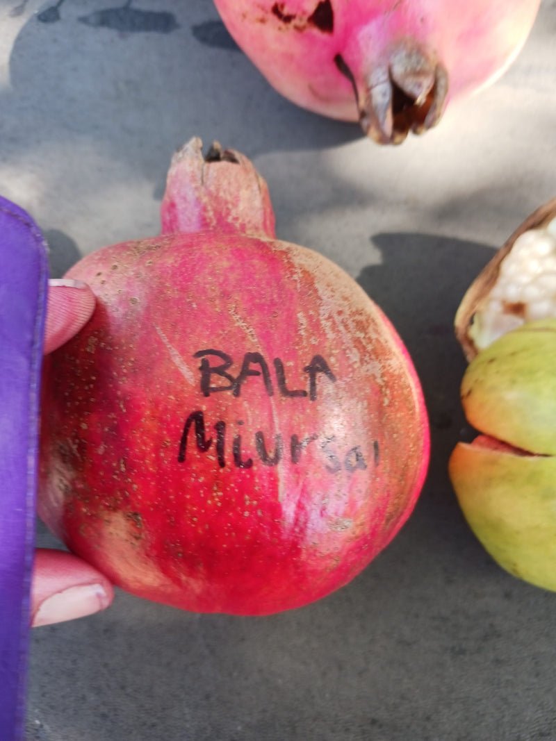 Load image into Gallery viewer, Bala Miursal Pomegranate
