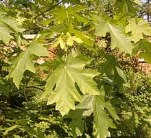 Big Leaf Maple (Acer marcrophyllum)