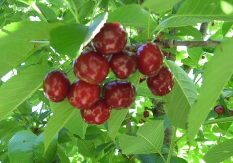 Lapins Cherry