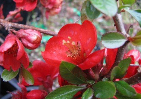 Victory™ Flowering Quince