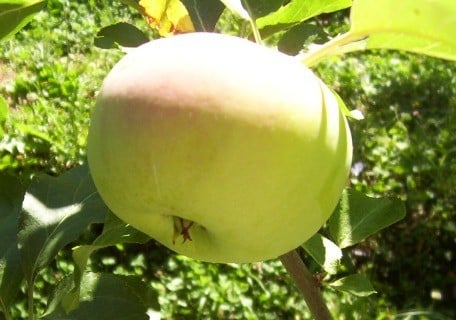 Wynooche Early Apple