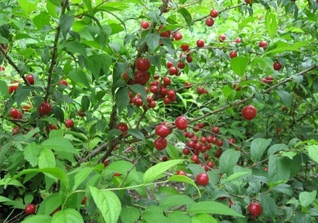 Jan Bush Cherry (Prunus japonica x jacquemontii)