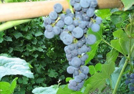 Glenora Seedless Grape
