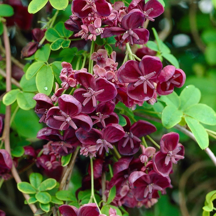 Purple Rose (Akebia quinata)