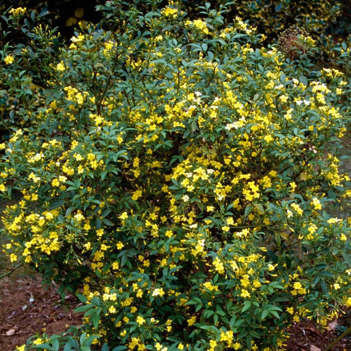 Yellow (Revolutum) Jasmine