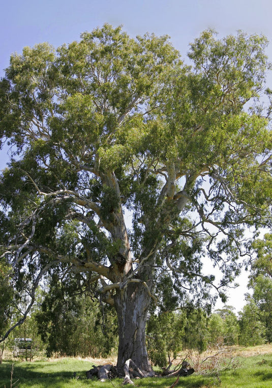 River Red Gum Eucalyptus (Eucalyptus camaldulensis)