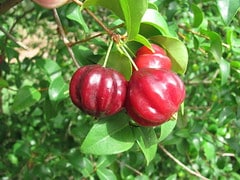 Surinam Cherry - Eugenia uniflora