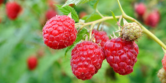 September Everbearing Raspberry