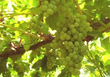 Himrod Seedless Grape