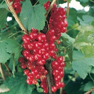 Cherry Red Currant
