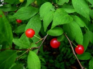 Korean Bush Cherry (Prunus japonica)