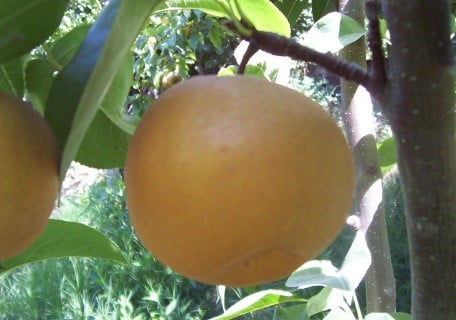 Chojuro Pear