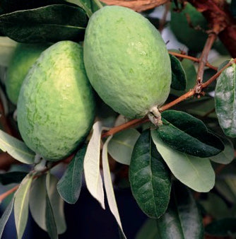 Takaka™ Pineapple Guava