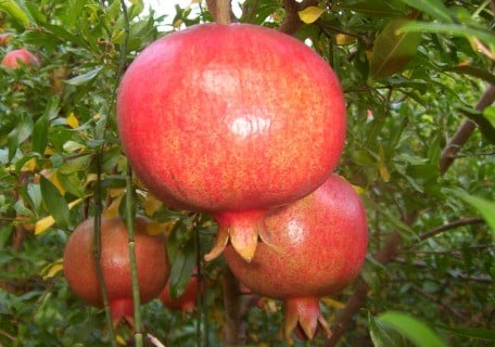 Wonderful Pomegranate - 3 plant special