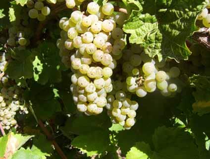 Müller-Thurgau Grape