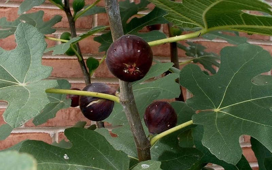 Chicago Hardy Fig
