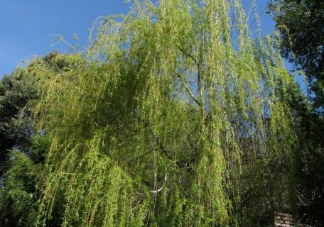 Weeping Golden Willow