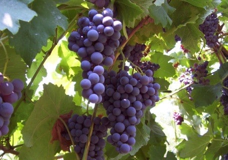 Heavenly Blue Grape