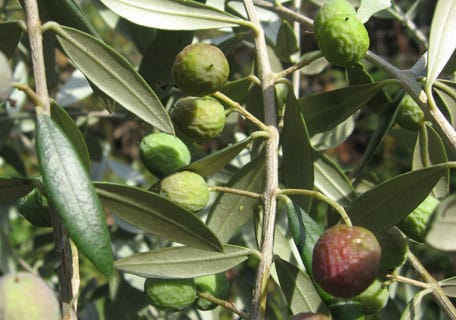 Amphissis Olive