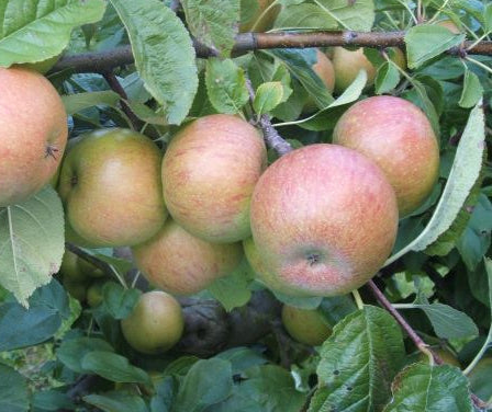 Dutch Mignonne Apple