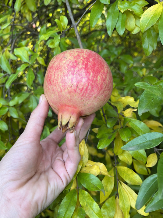 Kaj-acik-anor Pomegranate