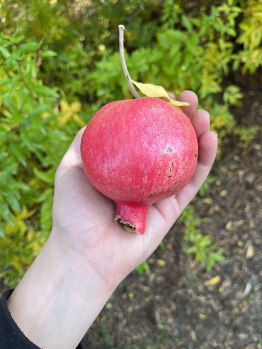 Bala Miursal Pomegranate