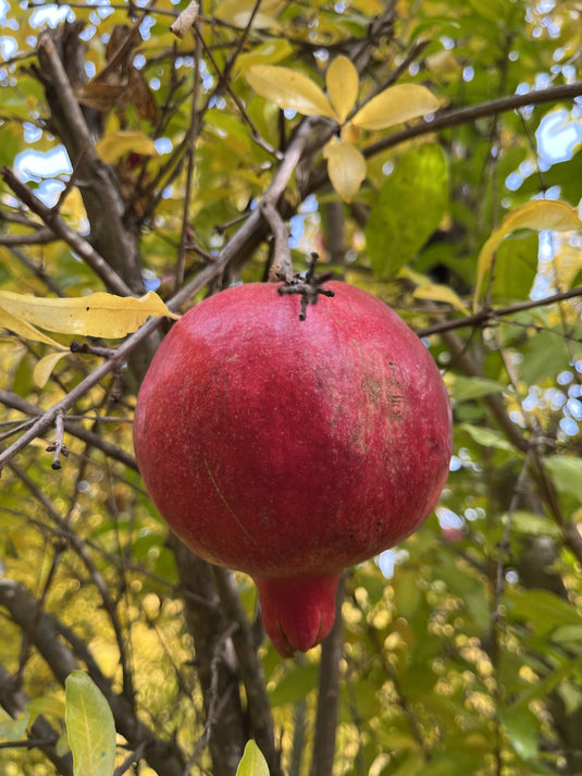 Al-sirin-nar Pomegranate