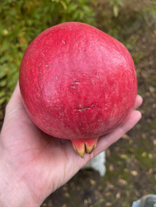 Purple Heart Pomegranate