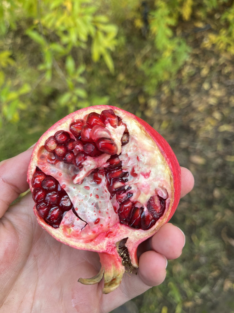 Load image into Gallery viewer, Purple Heart Pomegranate

