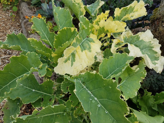 KosmiK Perennial Kale